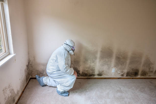 Best Mold Prevention Services  in Franklin, NH